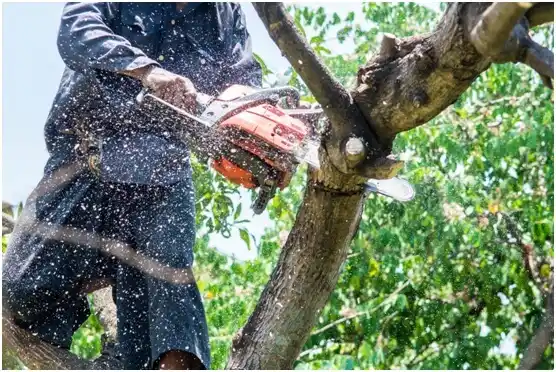 tree services Martin